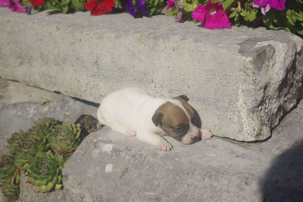 images/contenu/Chiots/jackrussel/005/9_jack_russel_2.jpg