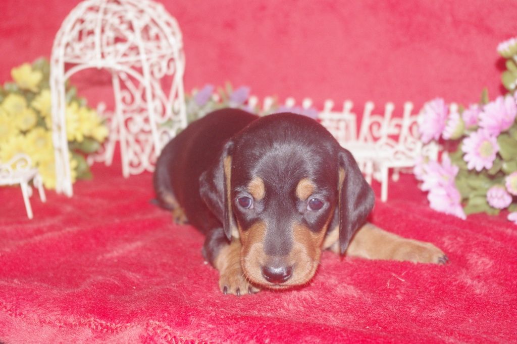 images/contenu/Chiots/teckel/004/teckel_001_7.jpg