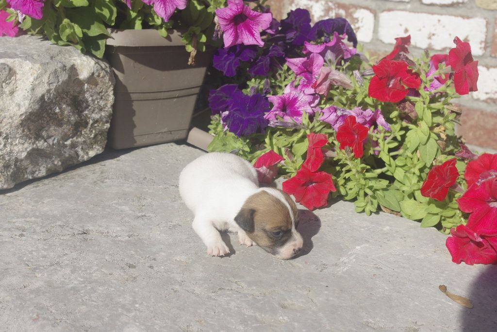images/contenu/Chiots/jackrussel/005/9_jack_russel_9.jpg