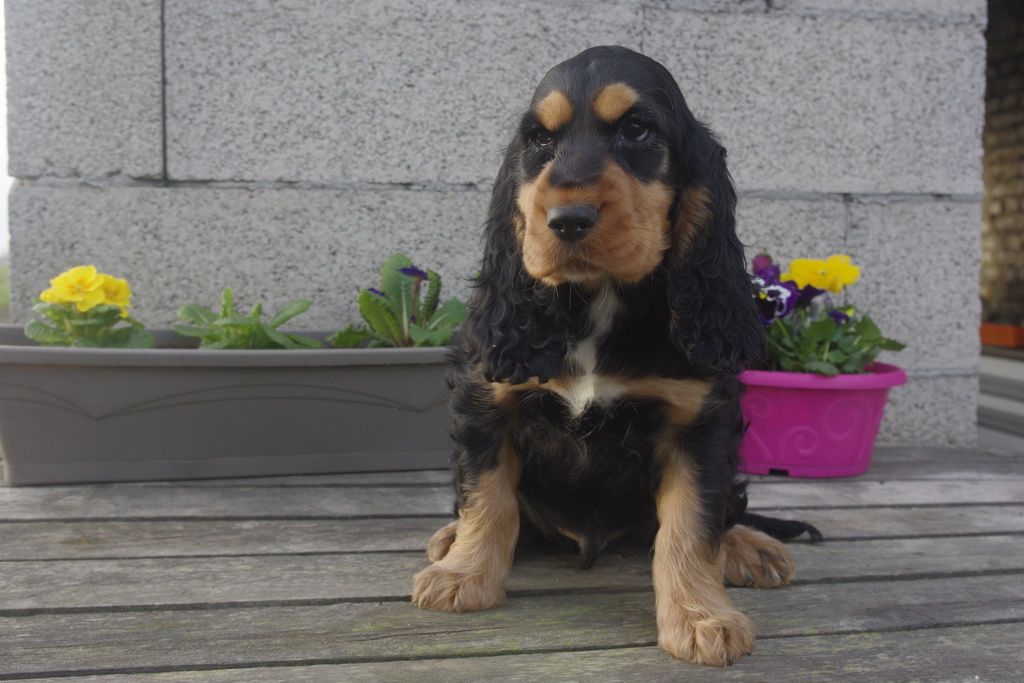 Les Chiens de la Bistade - cocker anglais 003