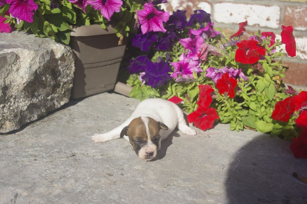 images/contenu/Chiots/jackrussel/005/9_jack_russel_8.jpg