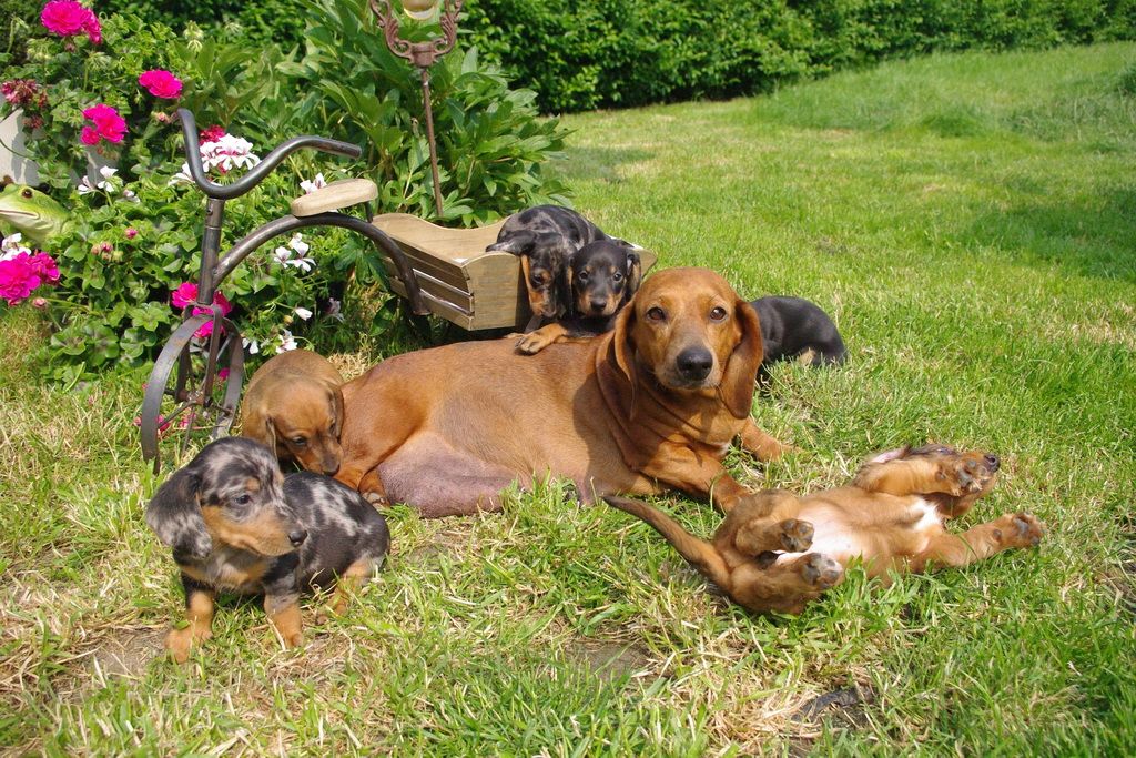 images/contenu/Chiots/teckel/pasdechiots/IMGP5765.jpg