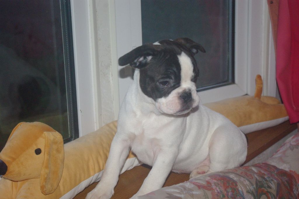 images/contenu/Chiots/Bouledogue/002/7-bouledogue_franais_18.jpg