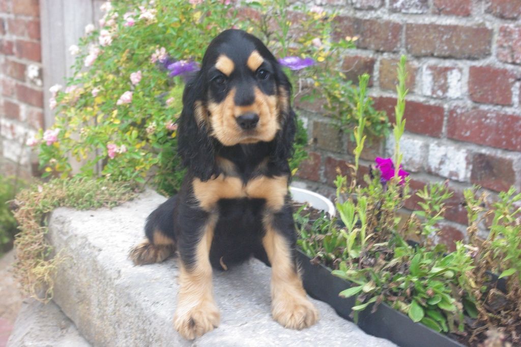 images/contenu/Chiots/Cocker/003/7-cocker_anglais_9.jpg