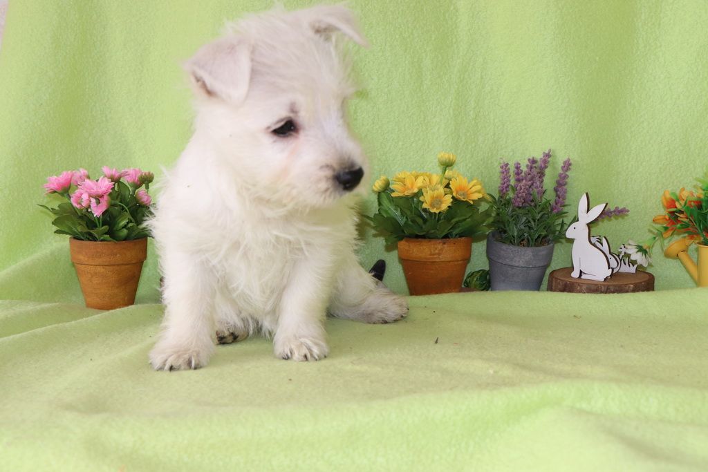 images/contenu/Chiots/westie/002/8-westie_6.jpg
