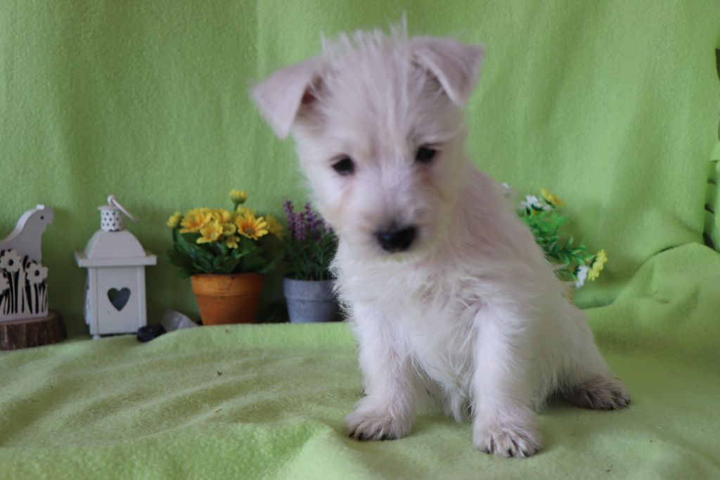 images/contenu/Chiots/westie/002/8-westie_9.jpg