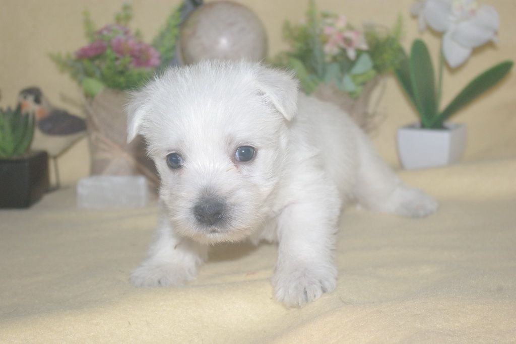 images/contenu/Chiots/westie/001/9-westie_4.jpg