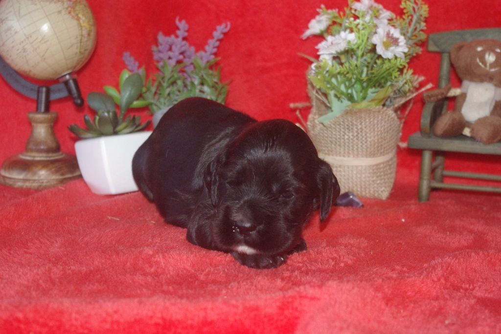 images/contenu/Chiots/Cocker/002/9_cocker_anglais_5.jpg