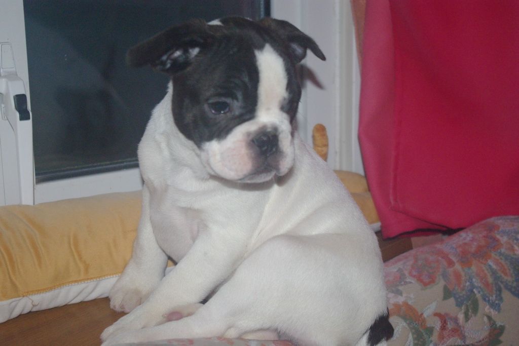 images/contenu/Chiots/Bouledogue/002/7-bouledogue_franais_5.jpg