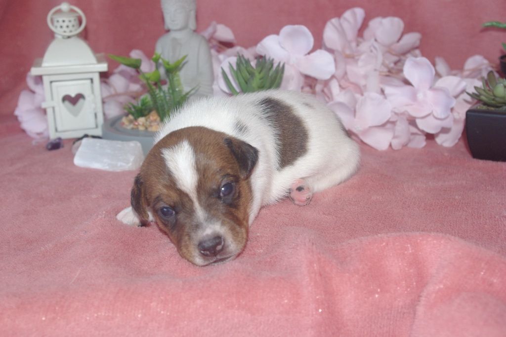 Les Chiens de la Bistade - jack russel 003