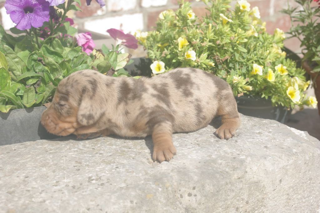 images/contenu/Chiots/teckel/003/9-teckel_3.jpg