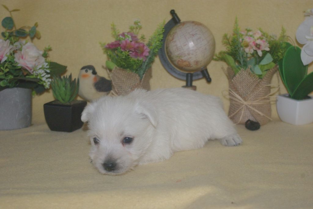 images/contenu/Chiots/westie/002/9-westie_8.jpg
