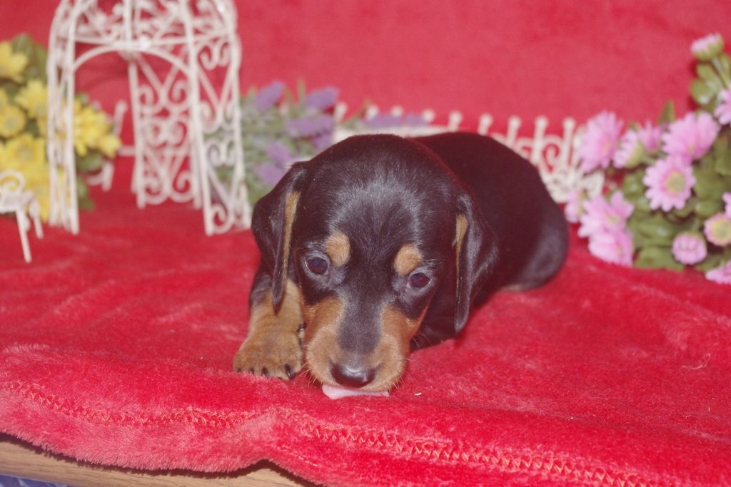 images/contenu/Chiots/teckel/004/teckel_001_8.jpg