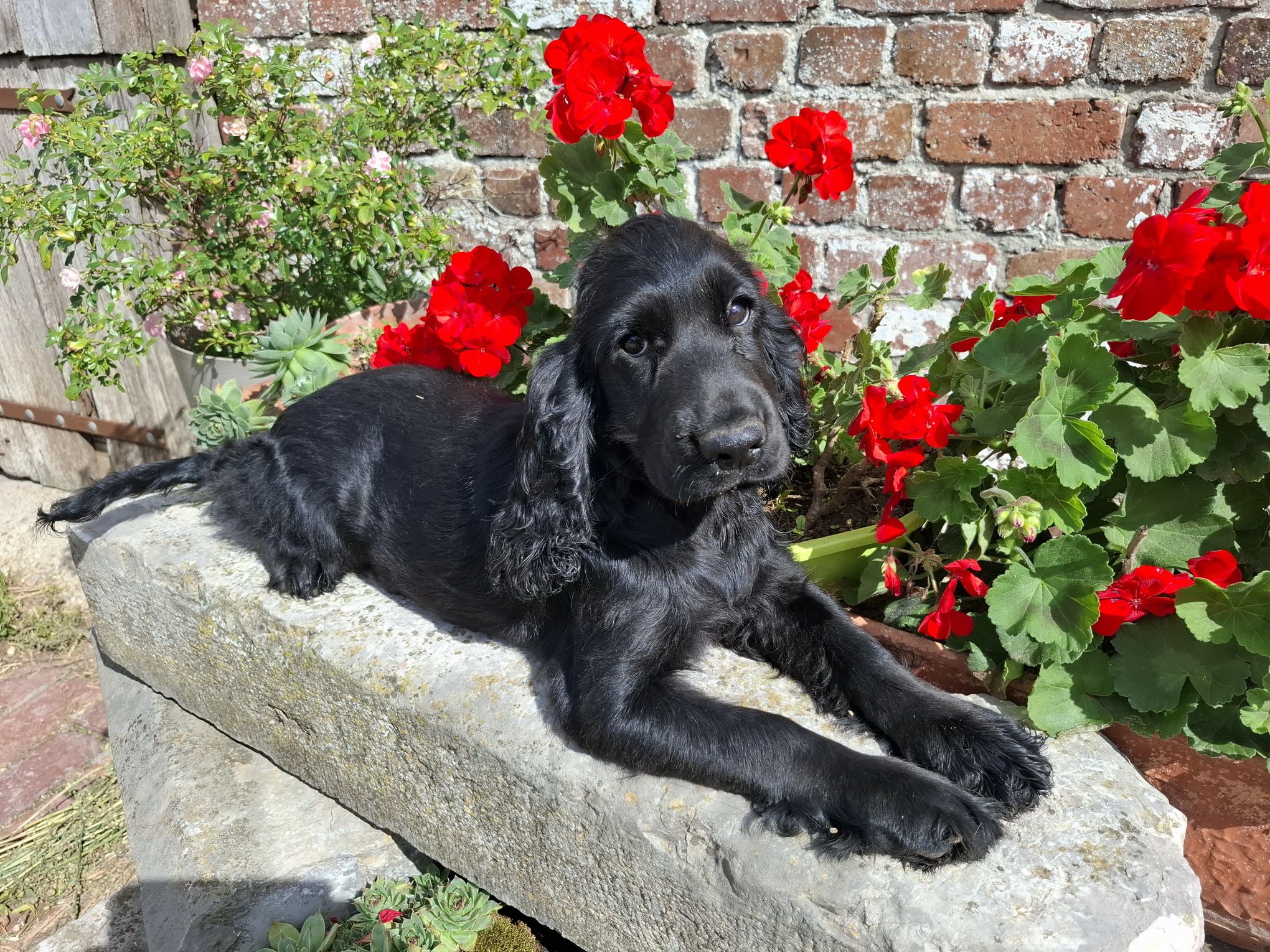images/contenu/Chiots/Cocker/003/8-cocker_anglais_5.jpg