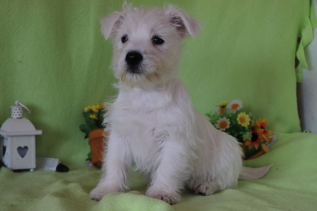 Les Chiens de la Bistade - westie 001