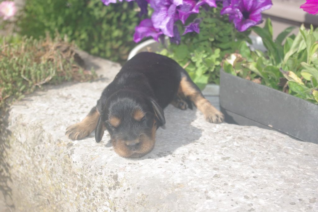 images/contenu/Chiots/Cocker/002/9-cocker_anglais_2.jpg