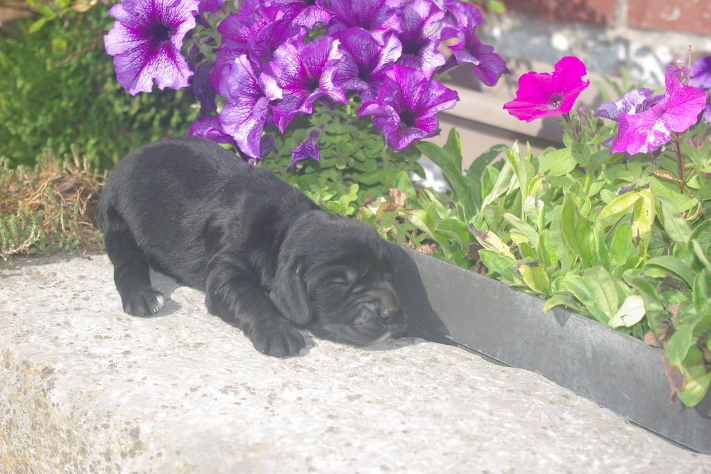 images/contenu/Chiots/Cocker/005/9-cocker_anglais_7.jpg