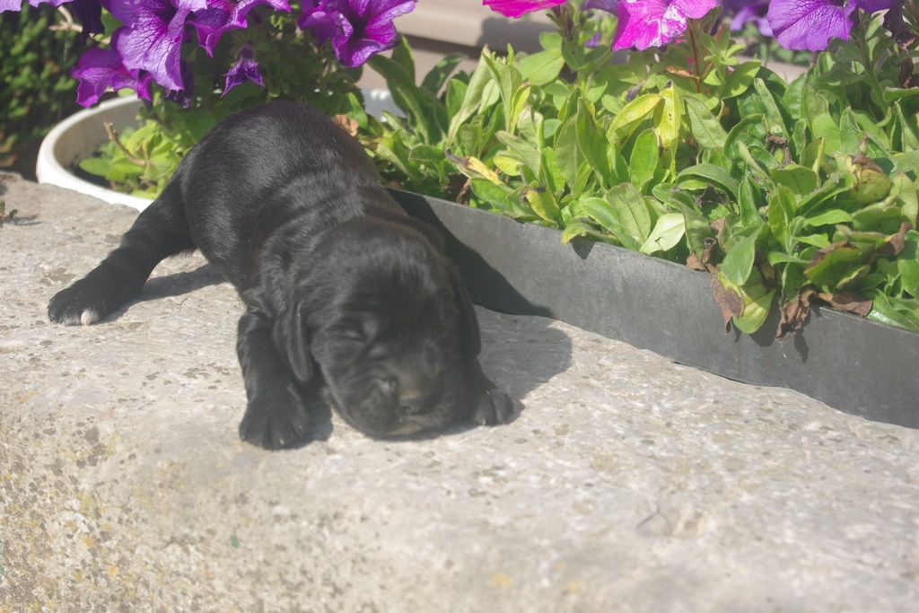 images/contenu/Chiots/Cocker/005/9-cocker_anglais_8.jpg