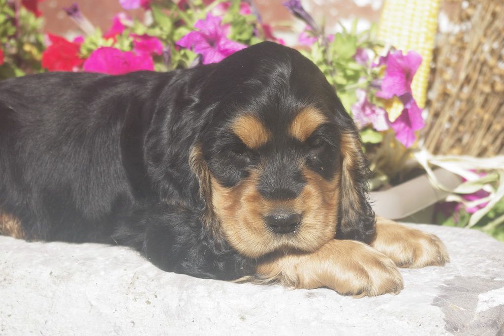 images/contenu/Chiots/Cocker/012/8_cocker_anglais_12.jpg