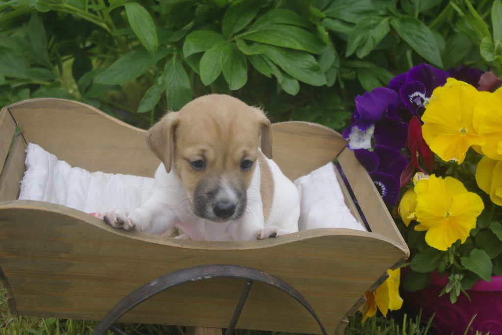 images/contenu/Chiots/jackrussel/002/jack_russel_0001_22.jpg