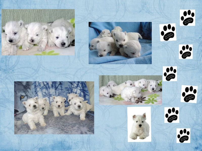 images/contenu/Chiots/westie/pasdechiots/westies.jpg
