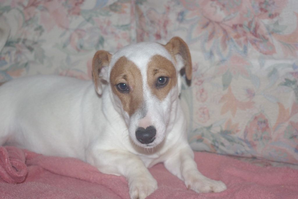 Les Chiens de la Bistade - jack russel 005