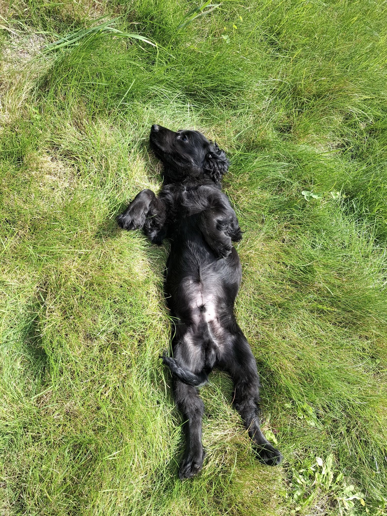 images/contenu/Chiots/Cocker/003/8-cocker_anglais_11.jpg