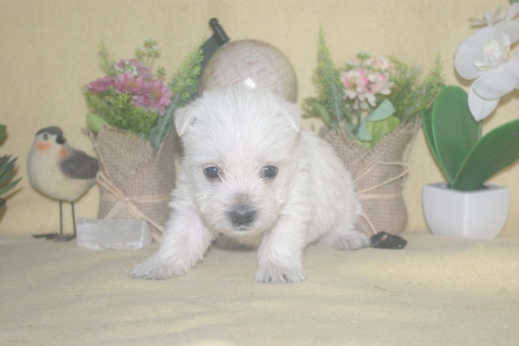 images/contenu/Chiots/westie/004/9-westie_5.jpg