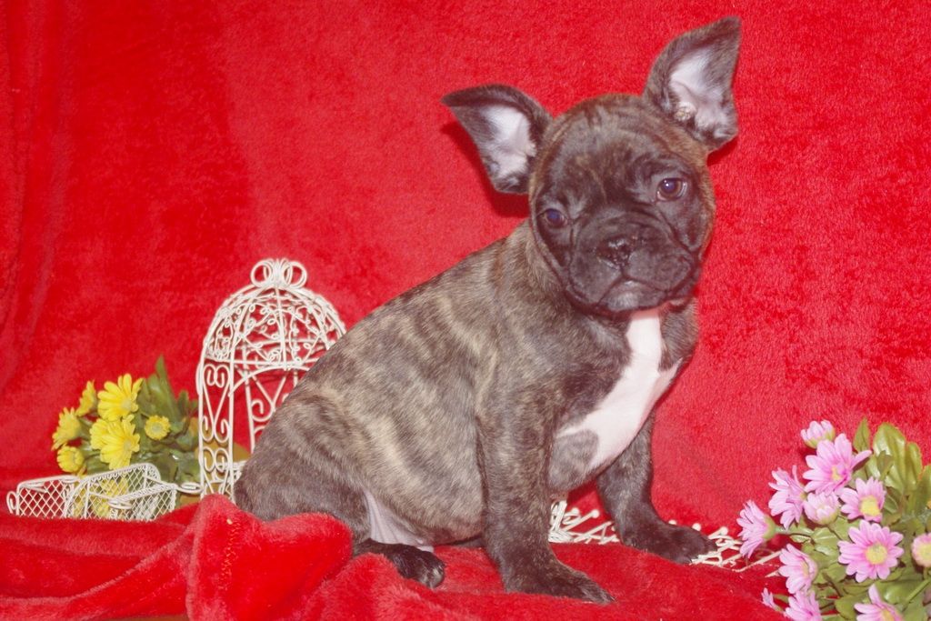 images/contenu/Chiots/Bouledogue/013/bouledogue_franais_001_1.jpg
