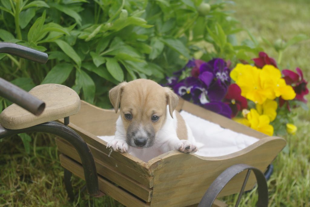 images/contenu/Chiots/jackrussel/002/jack_russel_0001_23.jpg