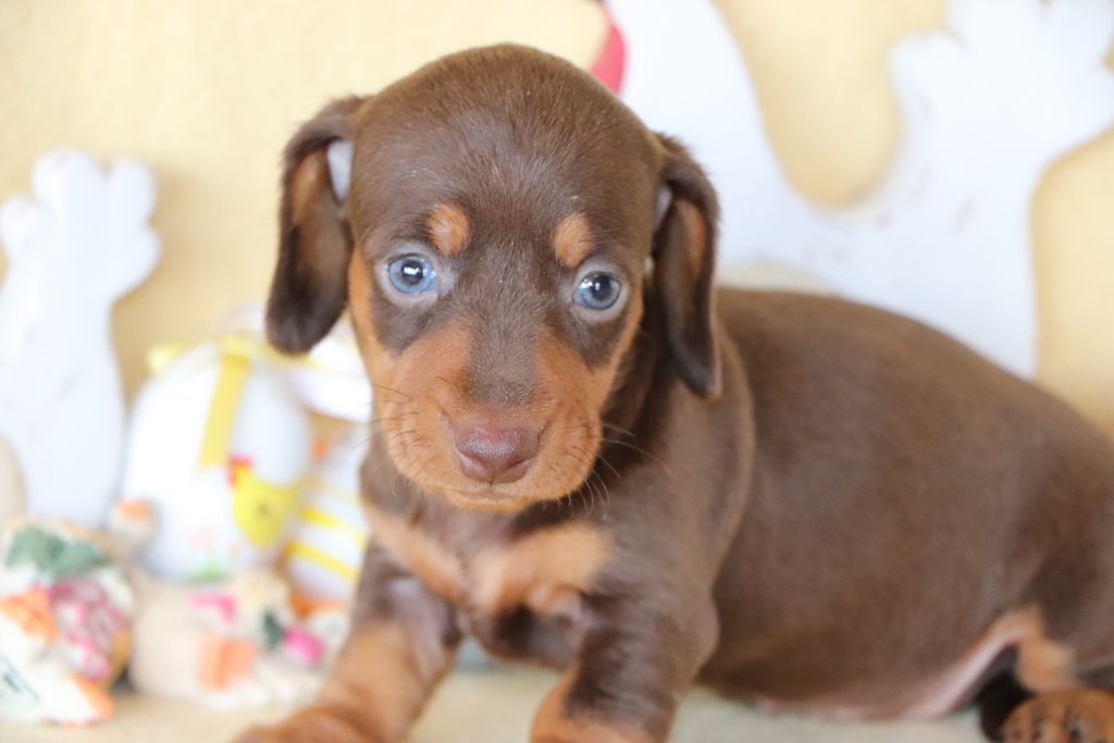 Les Chiens de la Bistade - teckel à poils ras 004