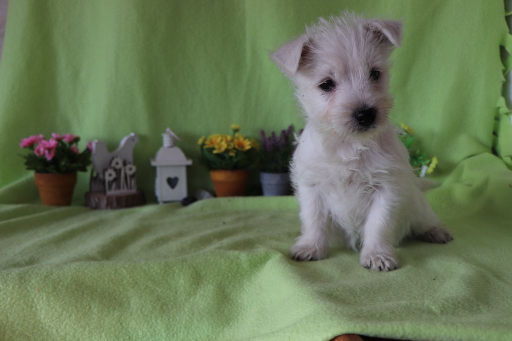 images/contenu/Chiots/westie/002/8-westie_10.jpg