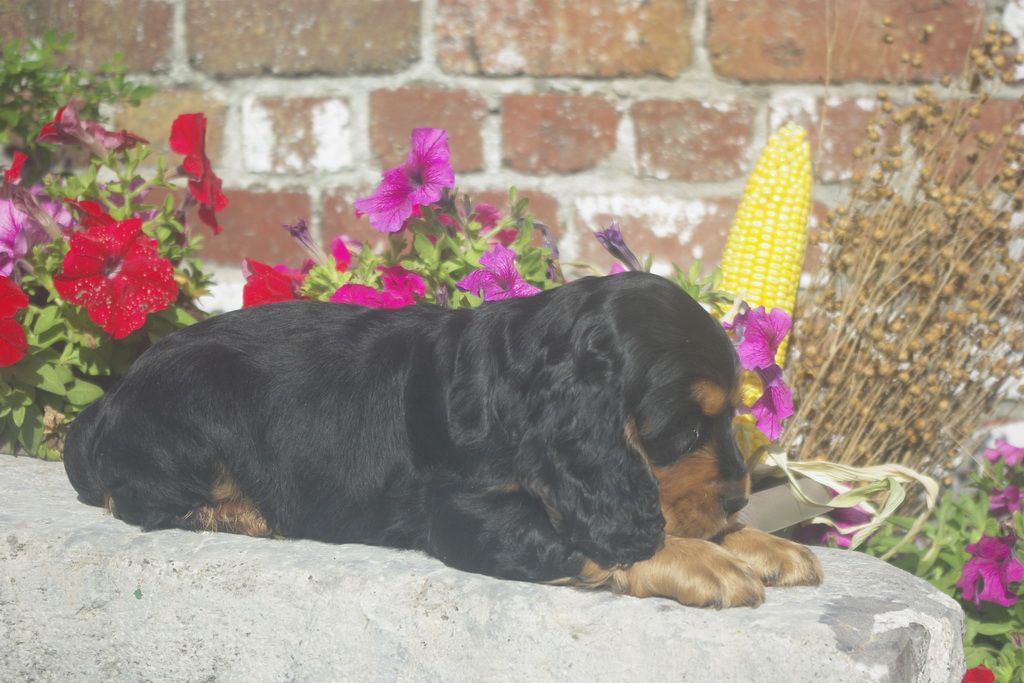 images/contenu/Chiots/Cocker/012/8_cocker_anglais_11.jpg