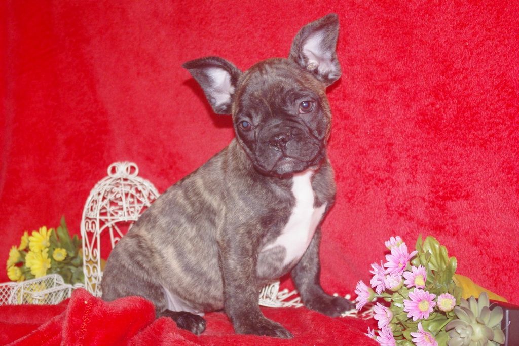 images/contenu/Chiots/Bouledogue/013/bouledogue_franais_001_3.jpg