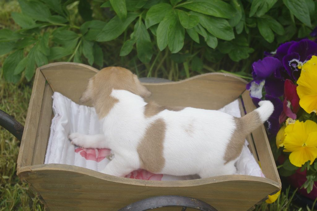images/contenu/Chiots/jackrussel/002/jack_russel_0001_21.jpg