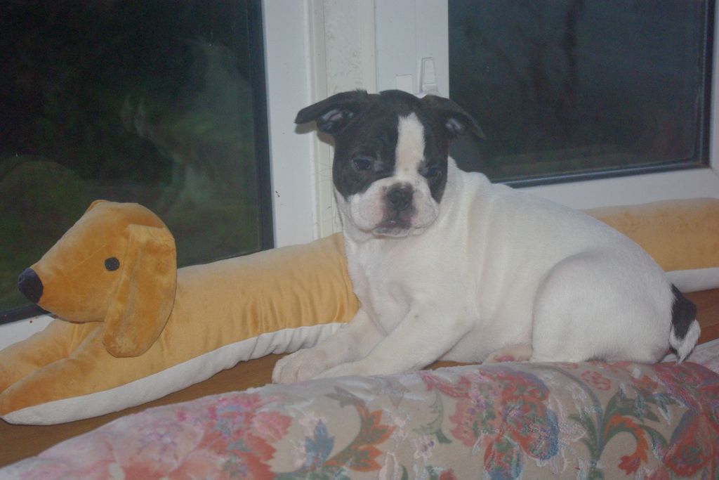 images/contenu/Chiots/Bouledogue/002/7-bouledogue_franais_23.jpg