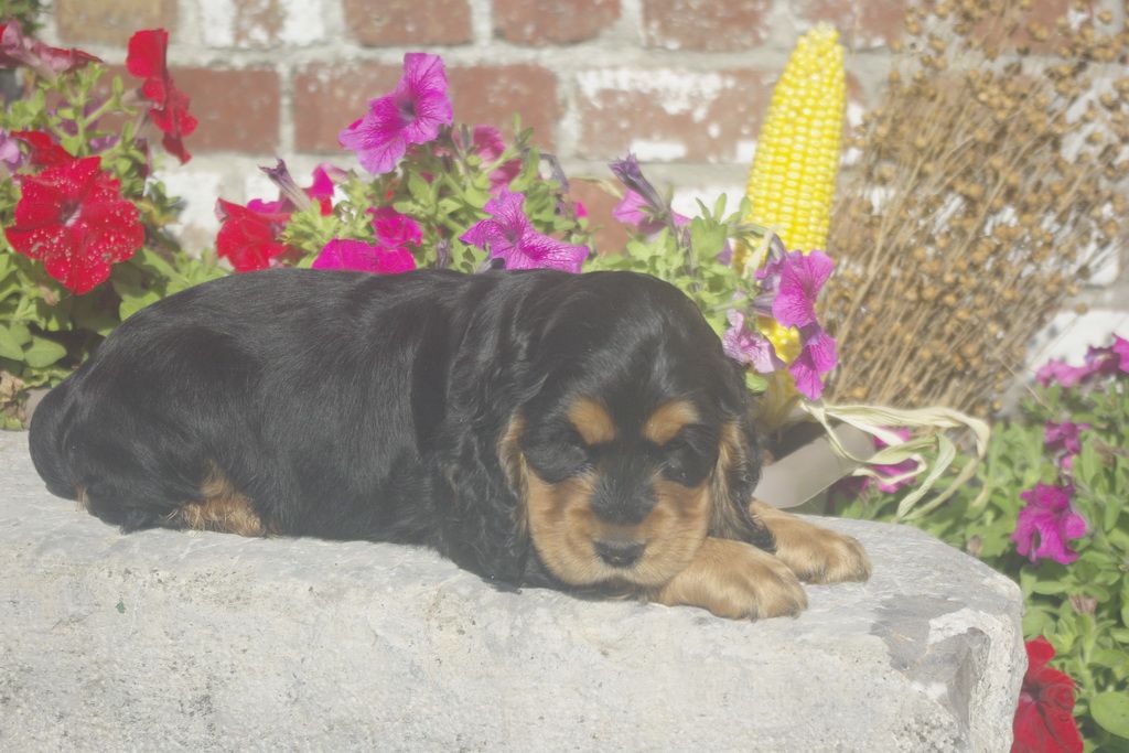 images/contenu/Chiots/Cocker/012/8_cocker_anglais_10.jpg