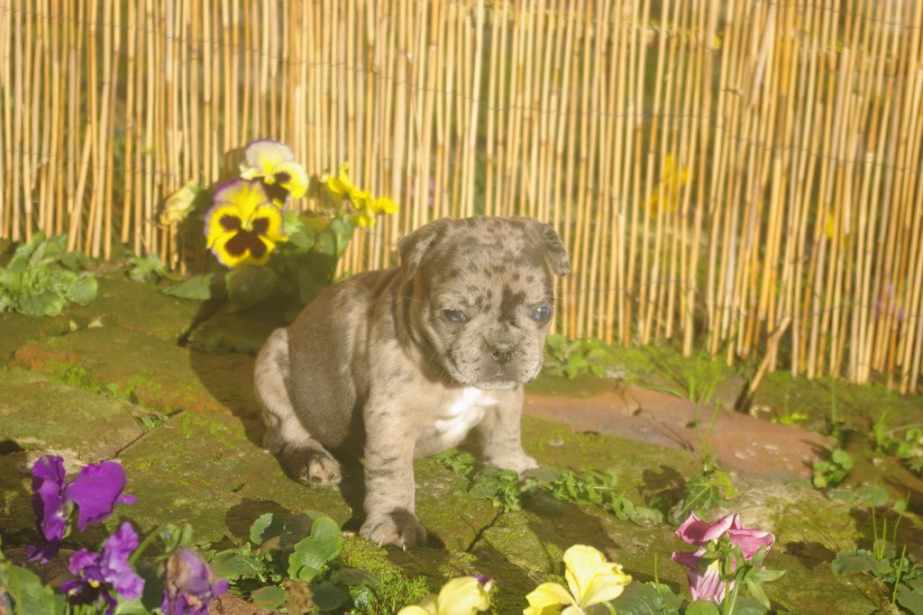 images/contenu/Chiots/Bouledogue/001/9-bouledogue_franais_16.jpg