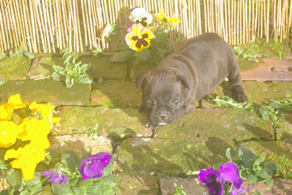 images/contenu/Chiots/Bouledogue/003/9-bouledogue_franais_5.jpg