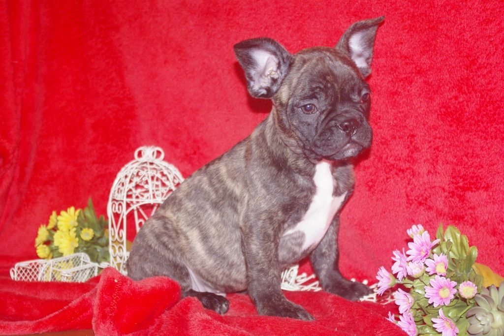 images/contenu/Chiots/Bouledogue/013/bouledogue_franais_001_2.jpg