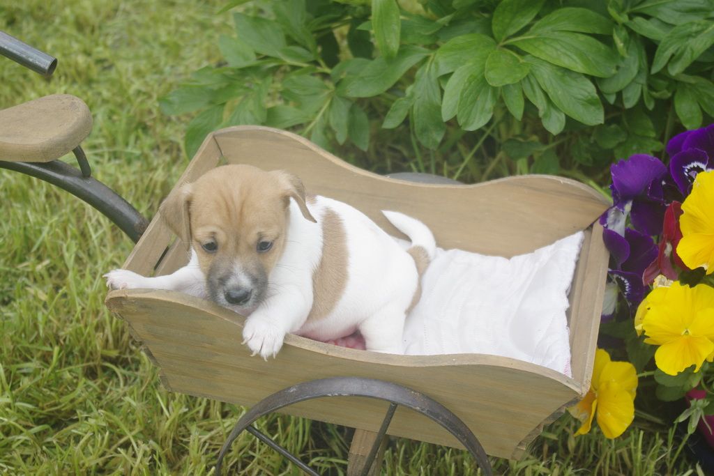 images/contenu/Chiots/jackrussel/002/jack_russel_0001_20.jpg