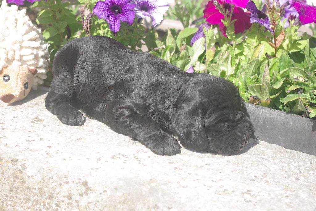 images/contenu/Chiots/Cocker/005/8-cocker_anglais_5.jpg