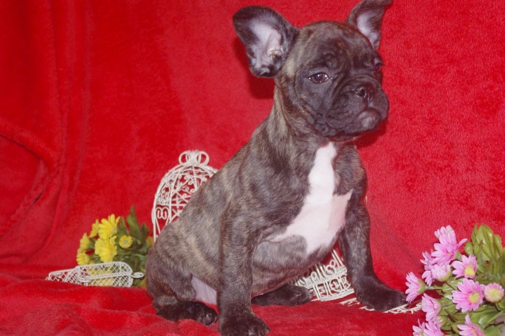 images/contenu/Chiots/Bouledogue/013/bouledogue_franais_001_7.jpg