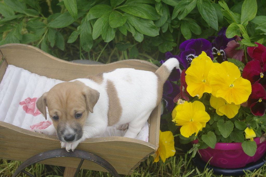 images/contenu/Chiots/jackrussel/002/jack_russel_0001_25.jpg