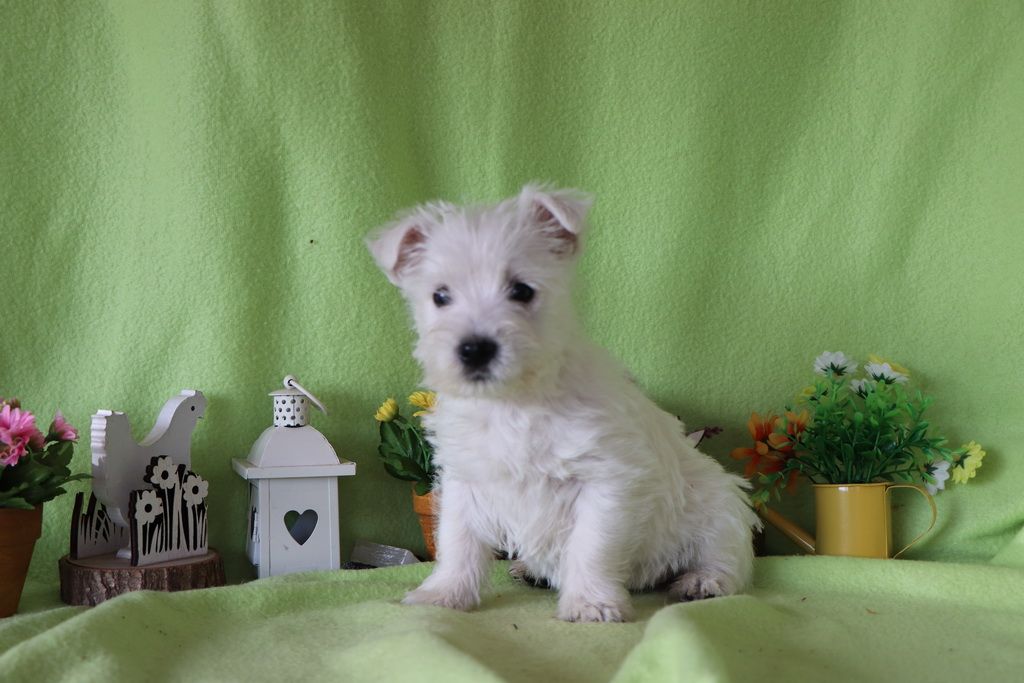 images/contenu/Chiots/westie/004/8-westie_14.jpg