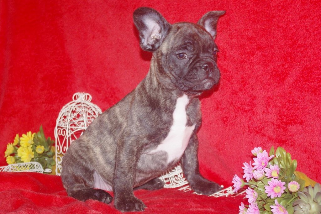 images/contenu/Chiots/Bouledogue/013/bouledogue_franais_001_6.jpg