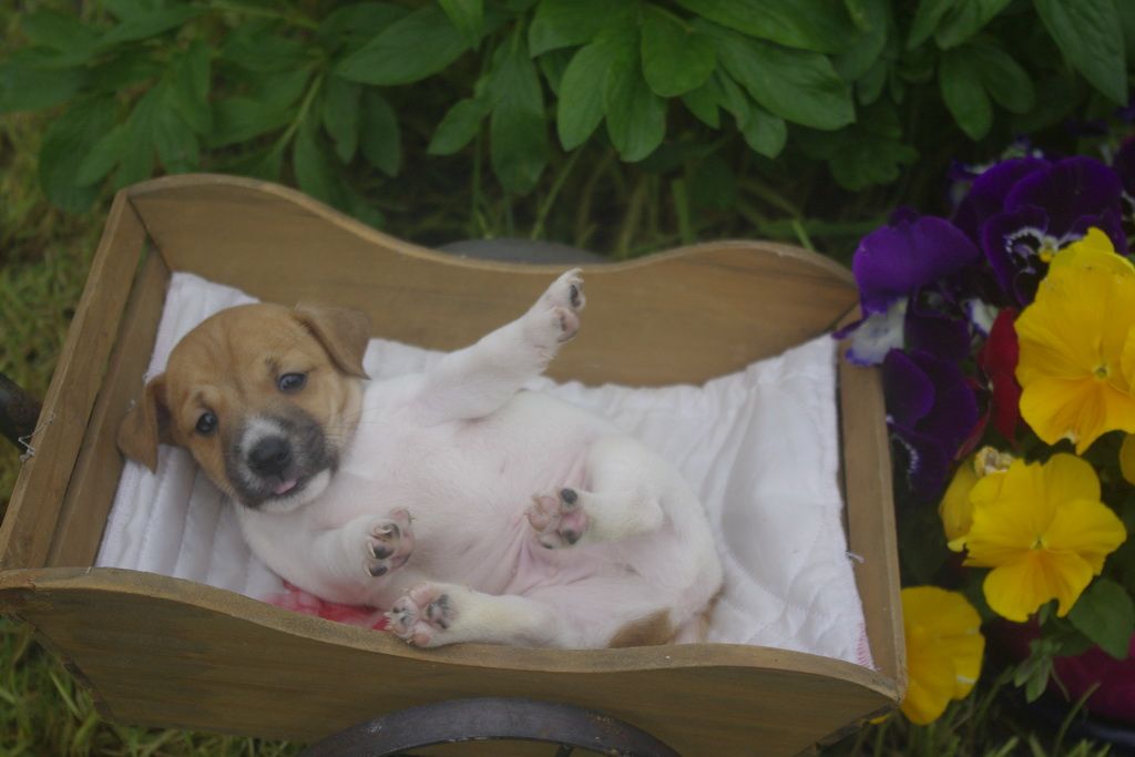 images/contenu/Chiots/jackrussel/002/jack_russel_0001_24.jpg
