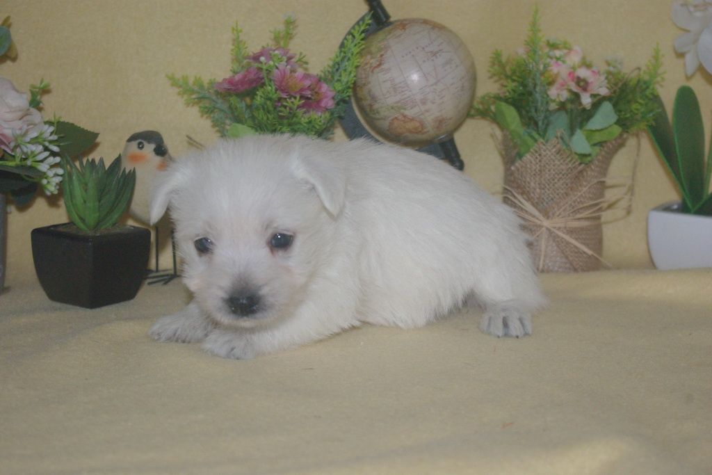 images/contenu/Chiots/westie/002/9-westie_12.jpg