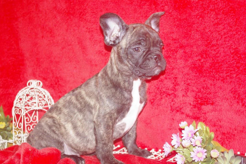 images/contenu/Chiots/Bouledogue/013/bouledogue_franais_001_4.jpg