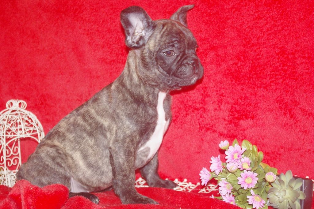 images/contenu/Chiots/Bouledogue/013/bouledogue_franais_001_5.jpg